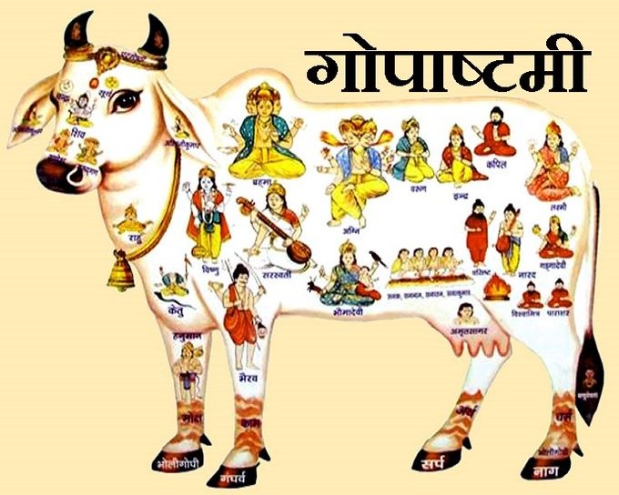 Gopashtami 2025, Gopashtami Puja Vidhi, Gopashtami Shubh Muhurat, what to feed the cow, cow worship, Kartik Shukla Ashtami, Gopashtami Date 2025, importance of cow, Religion News, Special Story, Shri Krishna, why celebrate Gopashtami, Gopashtami Katha, Gopashtami importance, cow worship