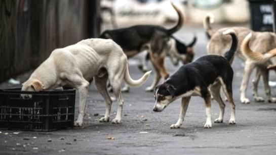 Supreme Court order, order on stray dogs, Stray dogs ban, Stray dog sterilization, Stray dog shelter home, Rajasthan High Court, Dog biting cases, Supreme Court directive on stray animals, Hospital campus, Rabies death,