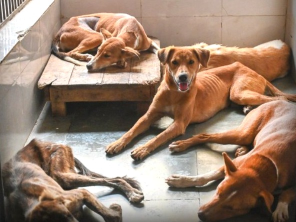 Supreme Court order, order on stray dogs, Stray dogs ban, Stray dog sterilization, Stray dog shelter home, Rajasthan High Court, Dog biting cases, Supreme Court directive on stray animals, Hospital campus, Rabies death,