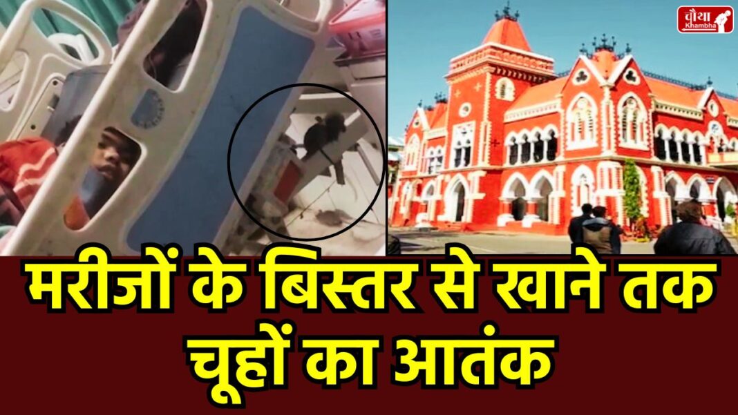 Jabalpur District Hospital, rat infestation, Victoria Hospital Elgin, rats in the orthopedic ward, Civil Surgeon's statement, Madhya Pradesh hospital hygiene, patient safety, Naveen Kothari, Jabalpur Medical College rats, rats in the hospital, MP Hospital Rat Menace