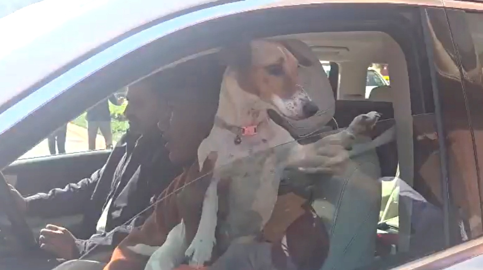 Renuka Chowdhury dog, Renuka Chowdhury, dog in Parliament, Parliament controversy, Parliament winter session 2025, Congress BJP controversy, Parliament rules, pets in Parliament, political symbolism, Parliament security protocol, Renuka Chowdhury statement, Telangana Rajya Sabha MP