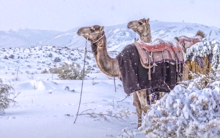 Saudi Arabia snowfall, climate change, snow in the desert, Saudi Arabia weather, Jabal Al Lawz, Gulf countries weather changes, UAE floods, global warming, Middle East weather, unusual weather event