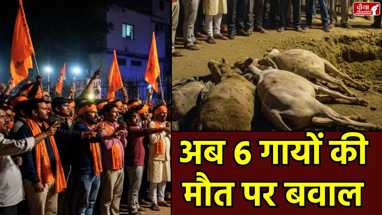 Bhopal Gaushala incident, Arwaliya Gaushala Bhopal, cow deaths, Vishva Hindu Parishad protest, Bhopal Municipal Corporation negligence, beef controversy Bhopal, Cow Death Bhopal Gaushala, Bhopal News Hindi.