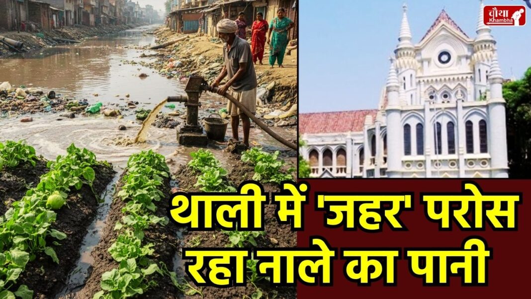 Jabalpur sewage news, vegetables grown with wastewater, MP High Court on sewage farming, MPPCB report Jabalpur, contaminated vegetables health hazard, Jabalpur Municipal Corporation fine