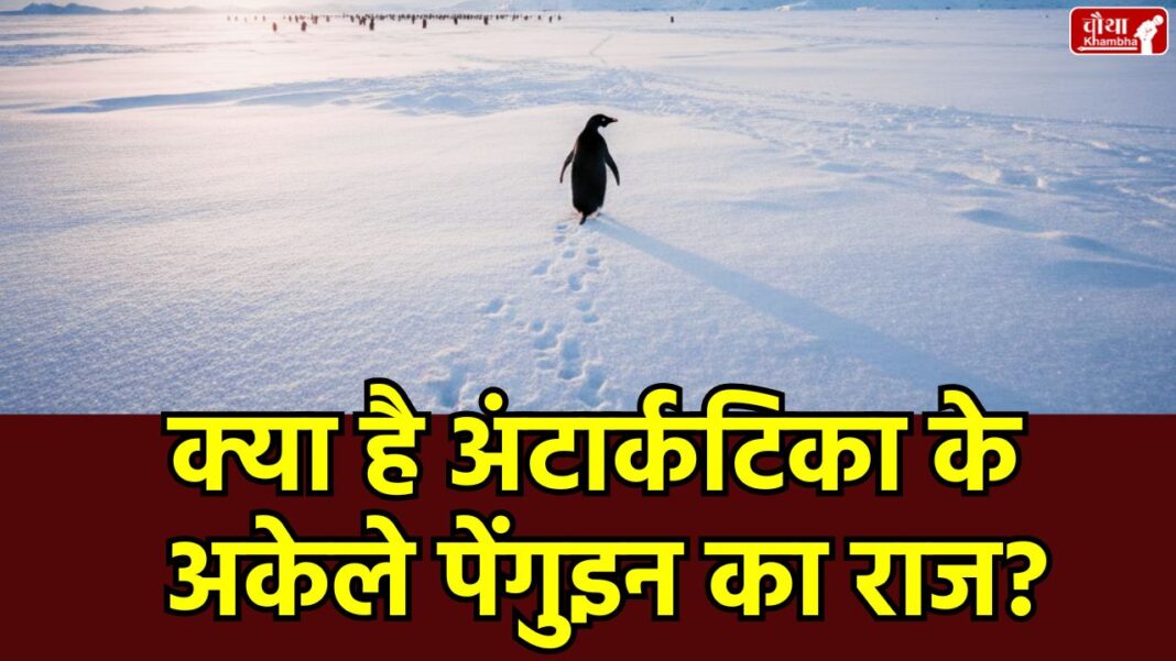 Penguin, Lonely Penguin, Penguin Viral Video, Nihilist Penguin, Death March, Werner Herzog, Antarctica Penguin Video, Trump, Loneliness, Trending video, viral video