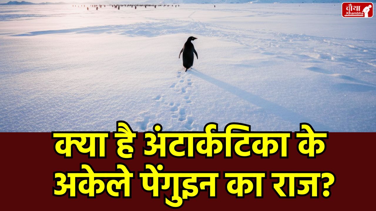 Penguin, Lonely Penguin, Penguin Viral Video, Nihilist Penguin, Death March, Werner Herzog, Antarctica Penguin Video, Trump, Loneliness, Trending video, viral video