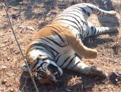 MP Tiger Deaths 2025