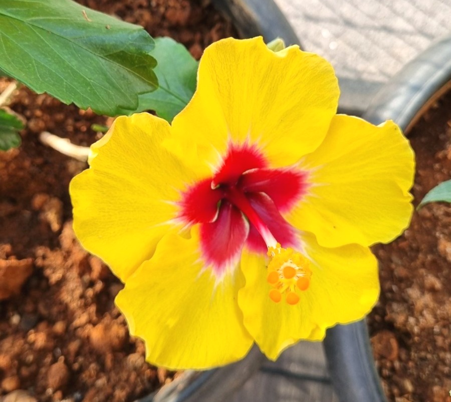 yellow color on Basant Panchami
