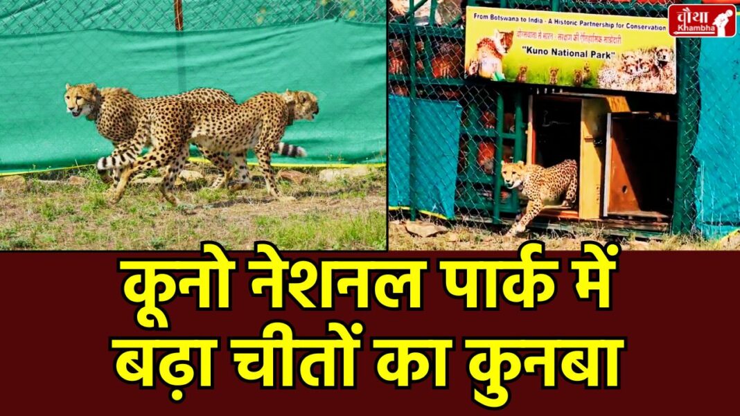 Mission Cheetah India, Cheetahs from Kuno National Park, Botswana, Bhupendra Yadav, Cheetah Breeding India, Wildlife Conservation, Madhya Pradesh Cheetah Project, Cheetah Population in India.