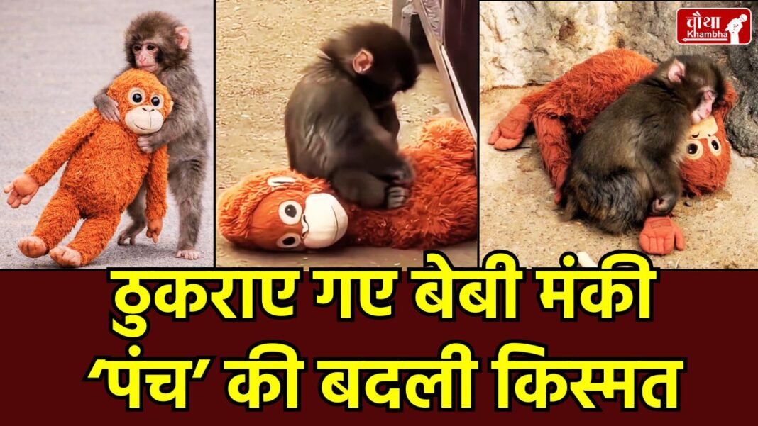 Punch, Japan Monkey, Ichikawa City Zoo, Tristan Tate Baby Monkey, Viral Monkey Video, Punch Kun Macaque, Animal Rescue Story, Japan Zo,o Baby Monkey, Baby Monkey Punch, Monkey Punch