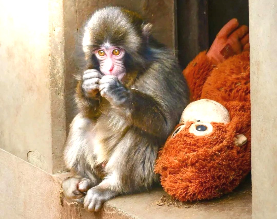 Punch, Japan Monkey, Ichikawa City Zoo, Tristan Tate Baby Monkey, Viral Monkey Video, Punch Kun Macaque, Animal Rescue Story, Japan Zo,o Baby Monkey, Baby Monkey Punch, Monkey Punch
