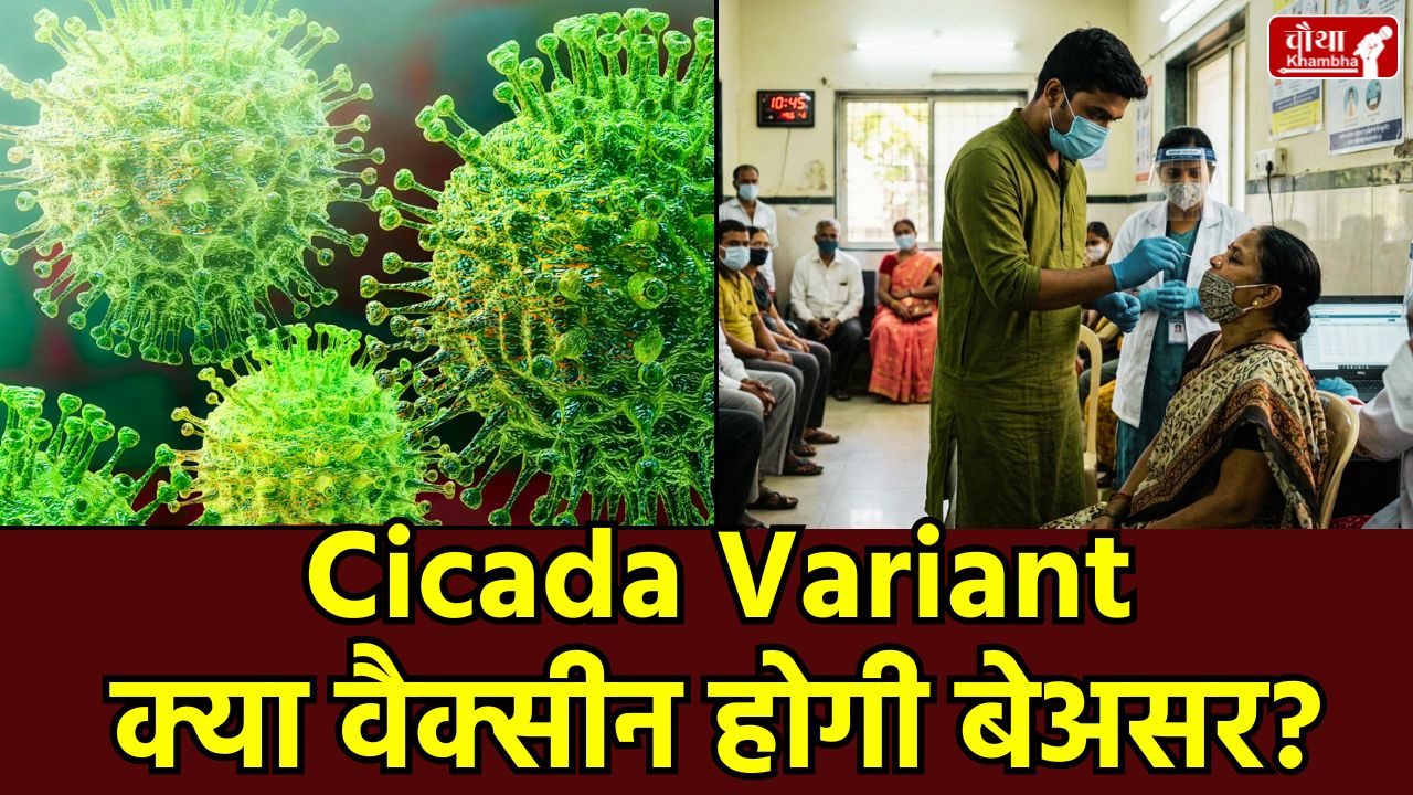 cicada covid variant ba 3.2, New Coronavirus Variant, Cicada Variant BA.3.2, Cicada Variant Symptoms, New COVID-19 Strain, New Coronavirus India, BA.3.2 Variant Symptoms, Coronavirus Updates India, Omicron Sub-variant Cicada, Utility News, Health Alert