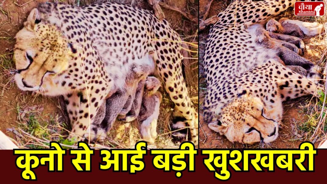 Kuno National Park, Female Cheetah Jwala, Project Cheetah India, New Cheetah Cubs, Cheetah Number in Kuno, Wildlife Conservation Madhya Pradesh, Cheetah Jwala Cubs, Kuno National Park Updates.