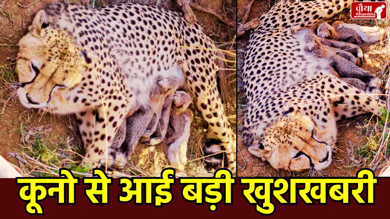 Kuno National Park, Female Cheetah Jwala, Project Cheetah India, New Cheetah Cubs, Cheetah Number in Kuno, Wildlife Conservation Madhya Pradesh, Cheetah Jwala Cubs, Kuno National Park Updates.