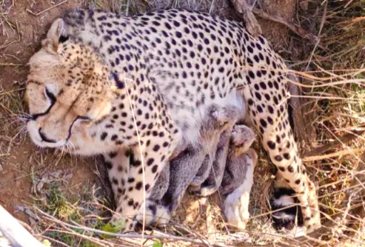 Kuno National Park, Female Cheetah Jwala, Project Cheetah India, New Cheetah Cubs, Cheetah Number in Kuno, Wildlife Conservation Madhya Pradesh, Cheetah Jwala Cubs, Kuno National Park Updates.