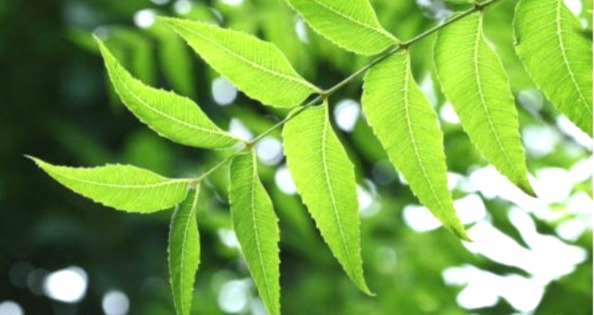 Mata Sheetala ride, Sheetala Ashtami 2026, why donkey is vehicle, Mata Sheetala vehicle, story of Sheetala Mata, goddess of cleanliness, importance of neem garland, Sheetala Ashtami puja method, religion News, Sheetala Ashtami,